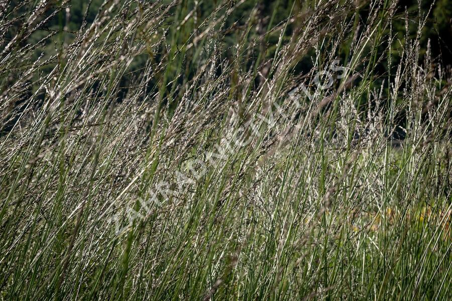 Bezkolenec modrý 'Black Arrow' - Molinia caerulea 'Black Arrows'