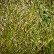 Bezkolenec modrý 'Poul Petersen' - Molinia caerulea 'Poul Petersen'