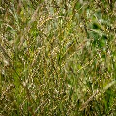 Bezkolenec modrý 'Poul Petersen' - Molinia caerulea 'Poul Petersen'
