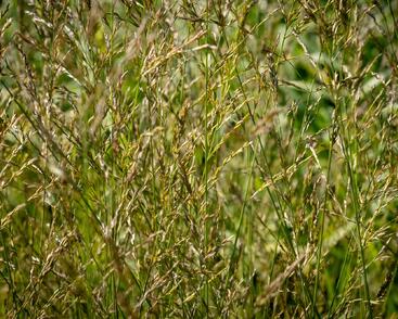 Bezkolenec modrý 'Poul Petersen'