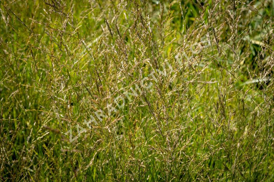 Bezkolenec modrý 'Poul Petersen' - Molinia caerulea 'Poul Petersen'