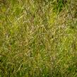 Bezkolenec modrý 'Poul Petersen' - Molinia caerulea 'Poul Petersen'