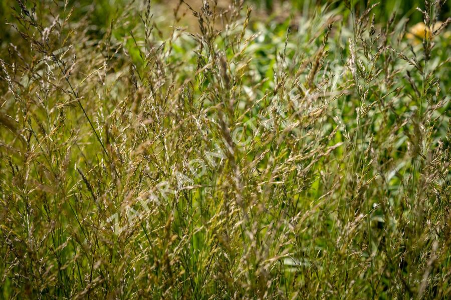Bezkolenec modrý 'Poul Petersen' - Molinia caerulea 'Poul Petersen'