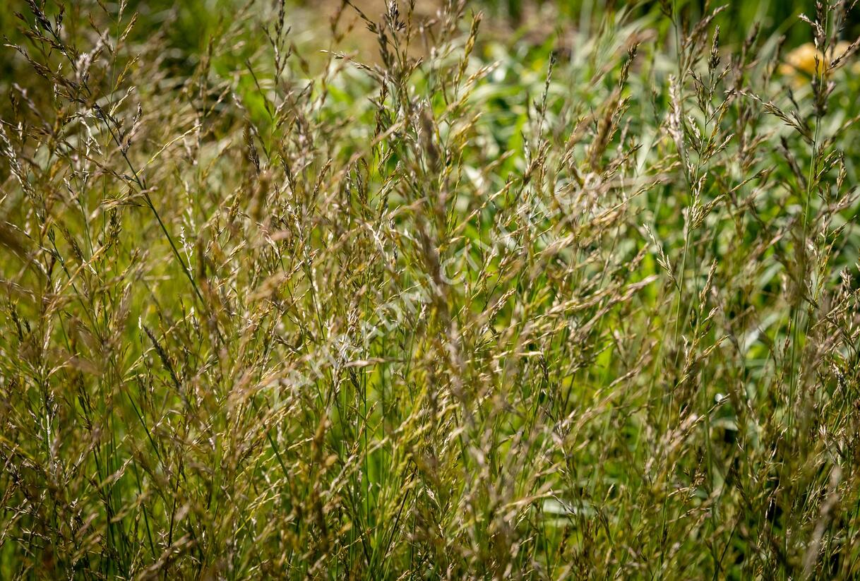 Bezkolenec modrý 'Poul Petersen' - Molinia caerulea 'Poul Petersen'