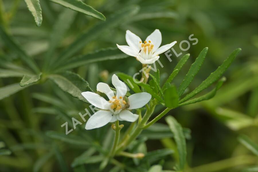 Choísie, mexický pomerančovník 'White Dazzler' - Choisya ternata 'White Dazzler'