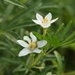 Choísie, mexický pomerančovník 'White Dazzler' - Choisya ternata 'White Dazzler'