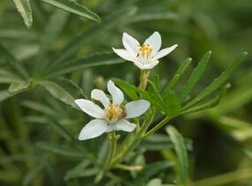 Choísie, mexický pomerančovník 'White Dazzler' - Choisya ternata 'White Dazzler'