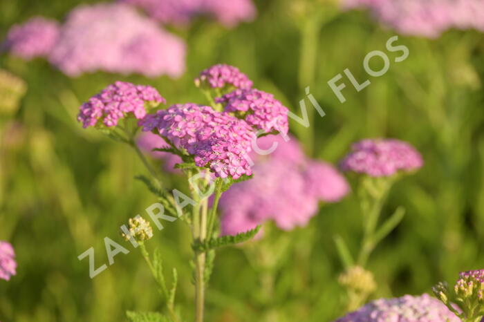 Řebříček obecný 'Appleblosom' - Achillea millefolium 'Appleblosom'