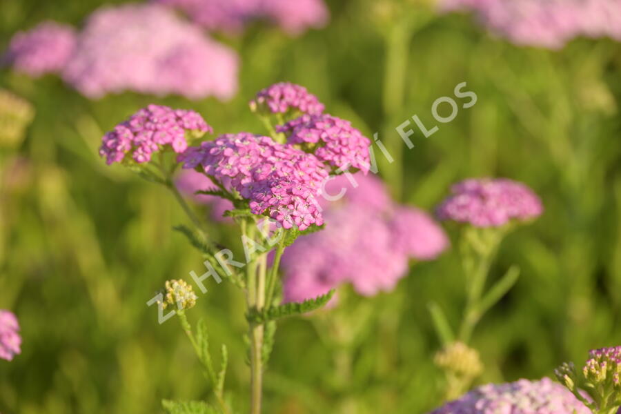 Řebříček obecný 'Appleblossom' - Achillea millefolium 'Appleblossom'