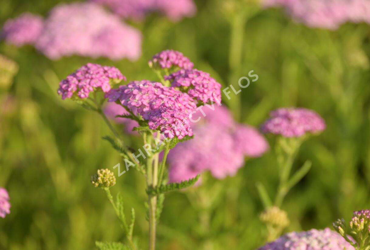 Řebříček obecný 'Appleblossom' - Achillea millefolium 'Appleblossom'