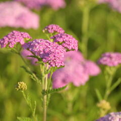 Řebříček obecný 'Appleblossom' - Achillea millefolium 'Appleblossom'