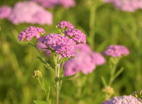 Řebříček obecný 'Appleblossom' - Achillea millefolium 'Appleblossom'
