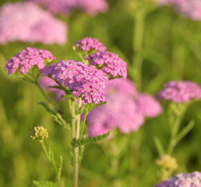 Řebříček obecný 'Appleblossom' - Achillea millefolium 'Appleblossom'