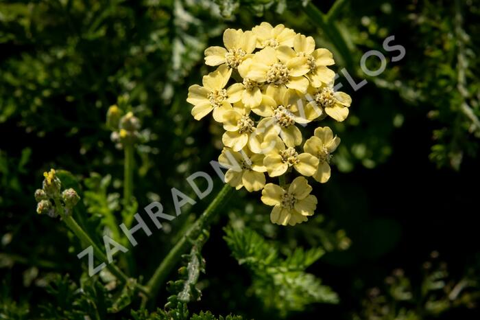 Řebříček tužebníkovitý 'Hella Glashoff' - Achillea filipendulina 'Hella Glashoff'