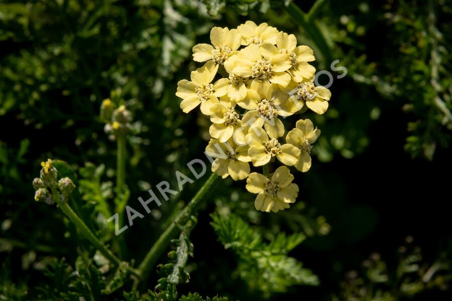 Řebříček tužebníkovitý 'Hella Glashoff' - Achillea filipendulina 'Hella Glashoff'