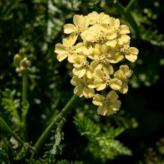 Řebříček tužebníkovitý 'Hella Glashoff' - Achillea filipendulina 'Hella Glashoff'