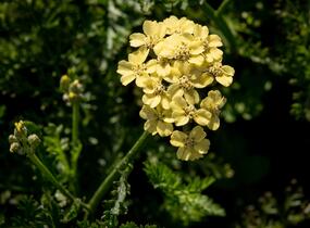 Řebříček tužebníkovitý 'Hella Glashoff' - Achillea filipendulina 'Hella Glashoff'