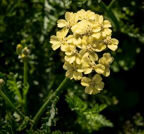 Řebříček tužebníkovitý 'Hella Glashoff' - Achillea filipendulina 'Hella Glashoff'