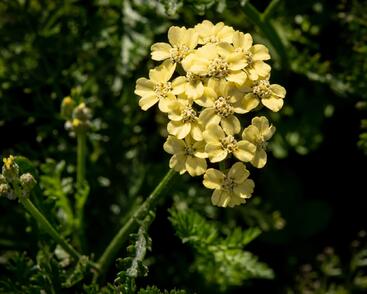Řebříček tužebníkovitý 'Hella Glashoff'