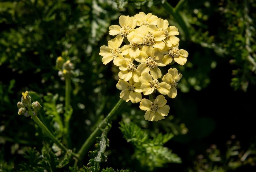 Řebříček tužebníkovitý 'Hella Glashoff' - Achillea filipendulina 'Hella Glashoff'
