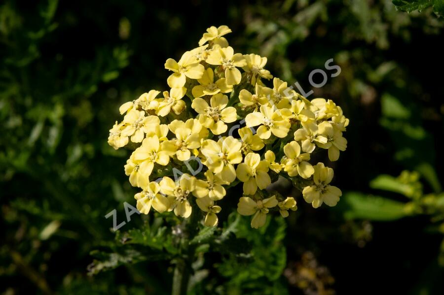 Řebříček tužebníkovitý 'Hella Glashoff' - Achillea filipendulina 'Hella Glashoff'