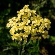 Řebříček tužebníkovitý 'Hella Glashoff' - Achillea filipendulina 'Hella Glashoff'