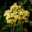 Řebříček tužebníkovitý 'Hella Glashoff' - Achillea filipendulina 'Hella Glashoff'