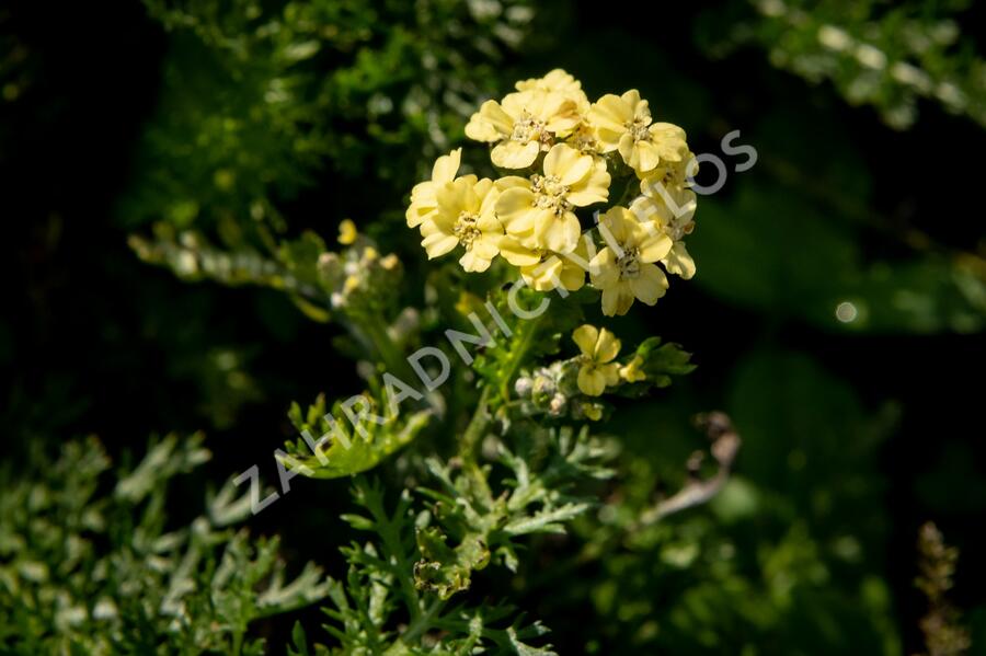 Řebříček tužebníkovitý 'Hella Glashoff' - Achillea filipendulina 'Hella Glashoff'
