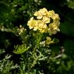 Řebříček tužebníkovitý 'Hella Glashoff' - Achillea filipendulina 'Hella Glashoff'