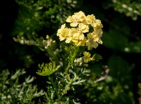 Řebříček tužebníkovitý 'Hella Glashoff' - Achillea filipendulina 'Hella Glashoff'