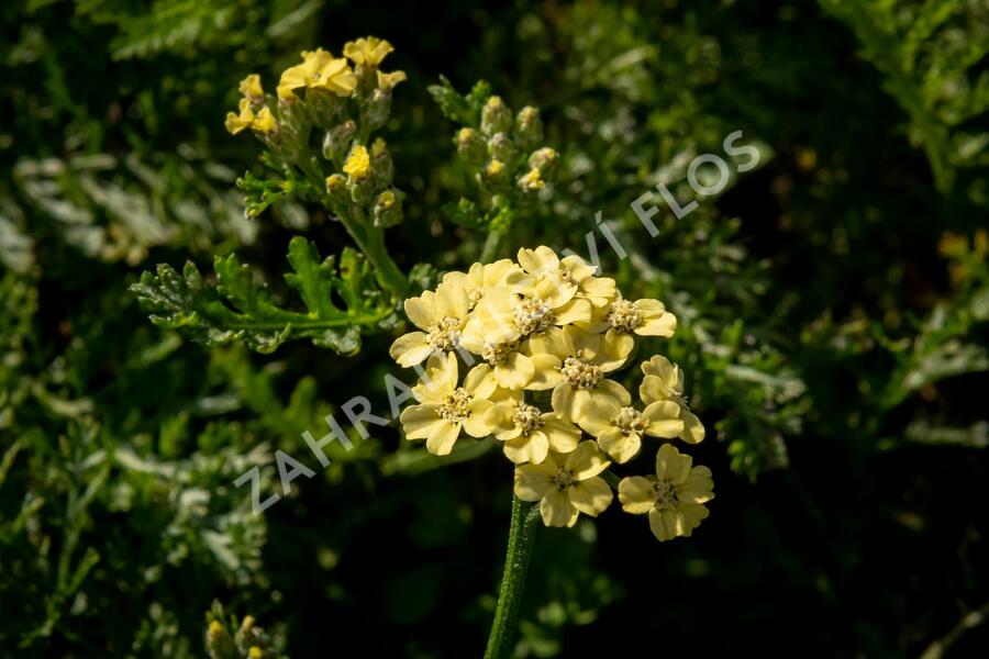Řebříček tužebníkovitý 'Hella Glashoff' - Achillea filipendulina 'Hella Glashoff'