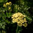 Řebříček tužebníkovitý 'Hella Glashoff' - Achillea filipendulina 'Hella Glashoff'