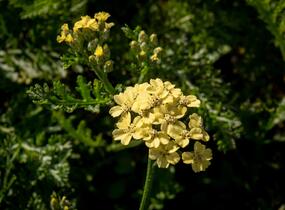 Řebříček tužebníkovitý 'Hella Glashoff' - Achillea filipendulina 'Hella Glashoff'