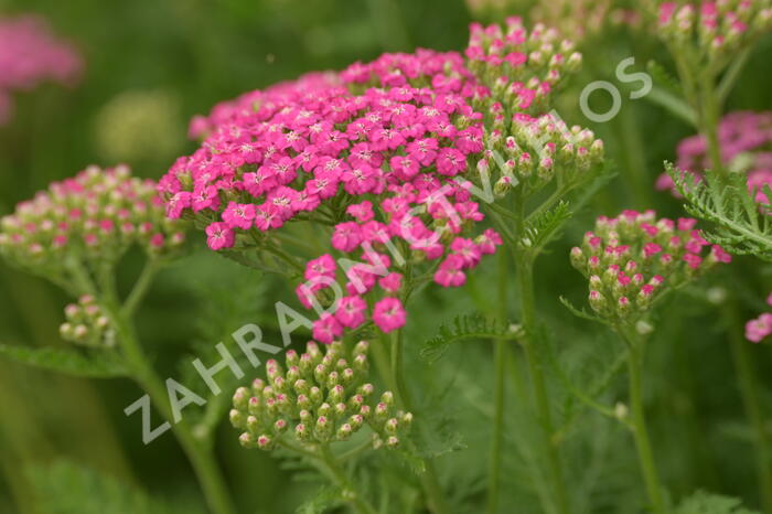 Řebříček obecný Tutti Frutti 'Pink Grapefruit' - Achillea millefolium Tutti Frutti 'Pink Grapefruit'
