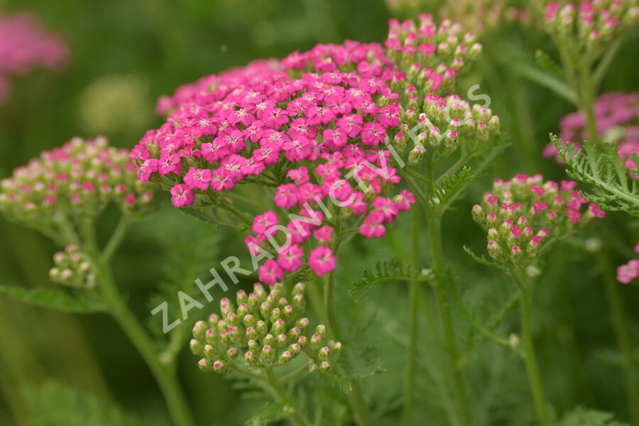 Řebříček obecný Tutti Frutti 'Pink Grapefruit' - Achillea millefolium Tutti Frutti 'Pink Grapefruit'