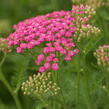 Řebříček Tutti Frutti 'Pink Grapefruit' - Achillea millefolium Tutti Frutti 'Pink Grapefruit'