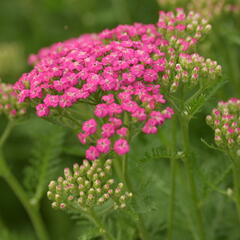 Řebříček Tutti Frutti 'Pink Grapefruit' - Achillea millefolium Tutti Frutti 'Pink Grapefruit'