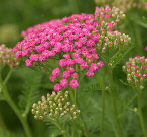 Řebříček obecný Tutti Frutti 'Pink Grapefruit' - Achillea millefolium Tutti Frutti 'Pink Grapefruit'