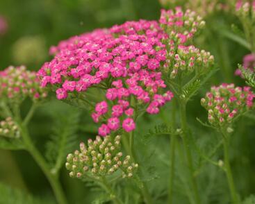 Řebříček obecný Tutti Frutti 'Pink Grapefruit'