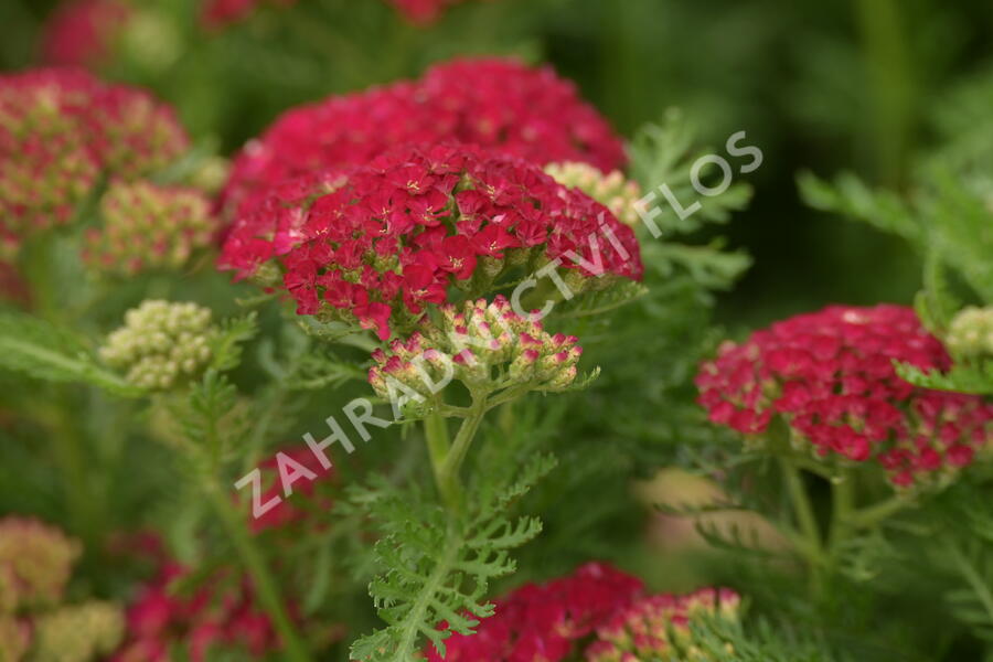 Řebříček Tutti Frutti 'Pomegranate' - Achillea millefolium Tutti Frutti 'Pomegranate'