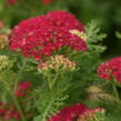 Řebříček Tutti Frutti 'Pomegranate' - Achillea millefolium Tutti Frutti 'Pomegranate'