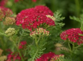 Řebříček obecný Tutti Frutti 'Pomegranate' - Achillea millefolium Tutti Frutti 'Pomegranate'
