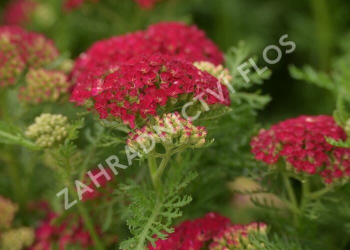 Řebříček 'Pomegranate' - Achillea 'Pomegranate'