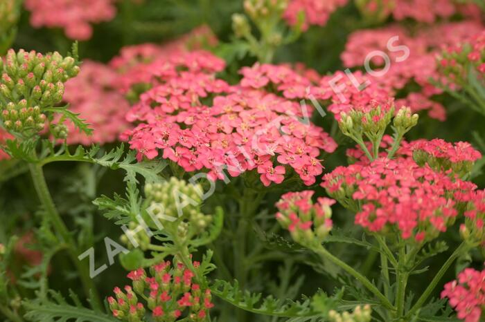 Řebříček 'Apricot Delight' - Achillea 'Apricot Delight'