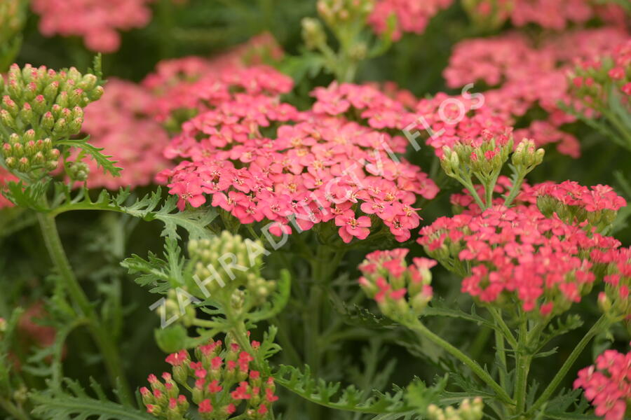 Řebříček Tutti Frutti 'Apricot Delight' - Achillea Tutti Frutti 'Apricot Delight'