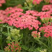 Řebříček Tutti Frutti 'Apricot Delight' - Achillea Tutti Frutti 'Apricot Delight'