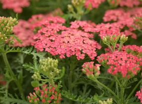 Řebříček obecný Tutti Frutti 'Apricot Delight' - Achillea millefolium Tutti Frutti 'Apricot Delight'