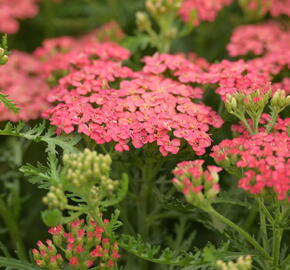 Řebříček 'Apricot Delight' - Achillea 'Apricot Delight'