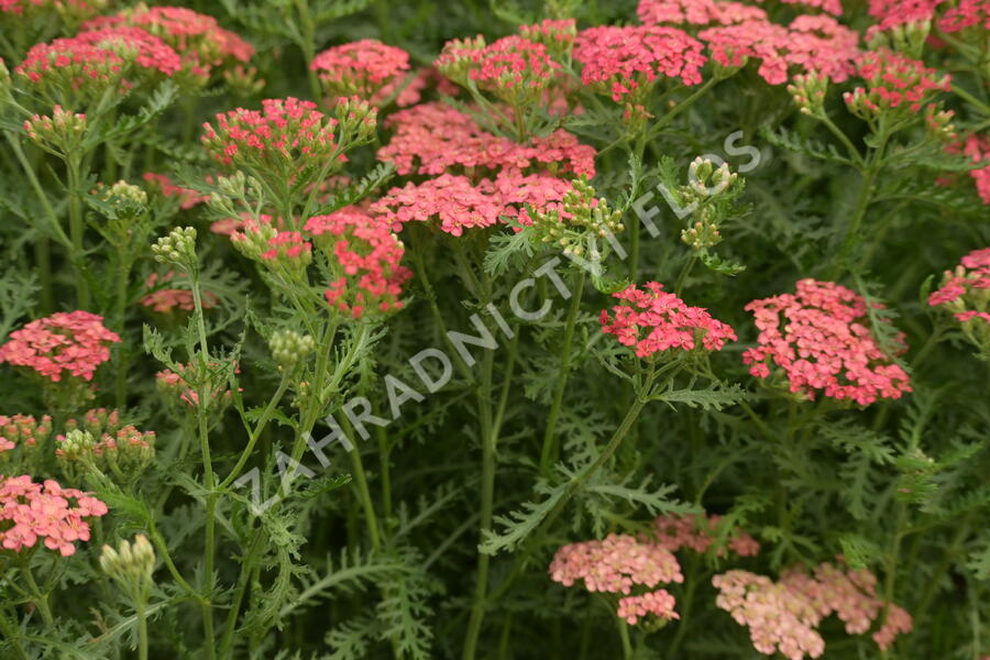 Řebříček Tutti Frutti 'Apricot Delight' - Achillea Tutti Frutti 'Apricot Delight'