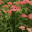 Řebříček Tutti Frutti 'Apricot Delight' - Achillea Tutti Frutti 'Apricot Delight'